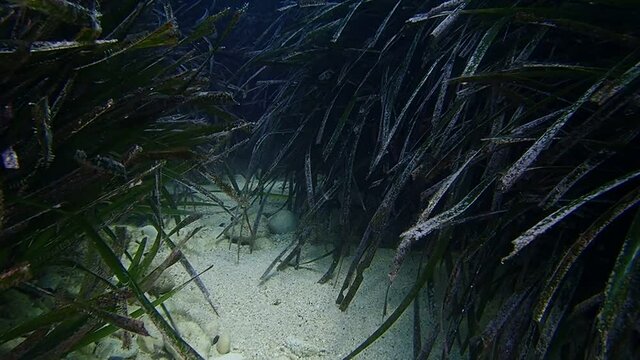 Posidonia oceanica, mediterraneo. 