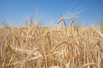 Background with a blue sky and a field with mature grain ears. The concept of agriculture.