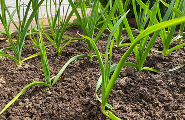 Onions in the garden. The concept of organic food in gardening. Close-up. Selective focus.
