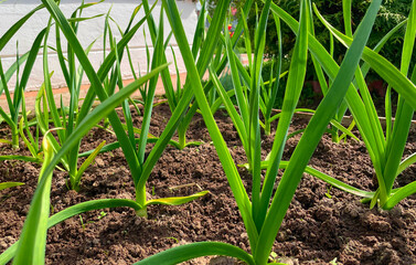 Onions in the garden. The concept of organic food in gardening. Close-up. Selective focus.