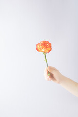 A gentle child's hand holds a carnation and extends it with love. Minimal flower layout