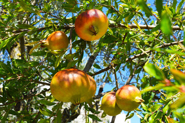 Unripe pomegranate fruits on the branches. Selective focus. Albania