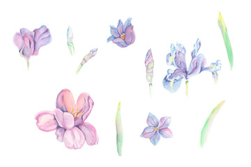 Watercolor flowers. Watercolor floral illustration. Watercolor sweet pea, tulips, iris flower. Set of flowers and branches. Handdrawn elements Isolated on white background