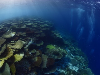 Fototapeta na wymiar scuba divers filming colorful coral scenery tropic waters philippines underwater ocean subadivers to explore