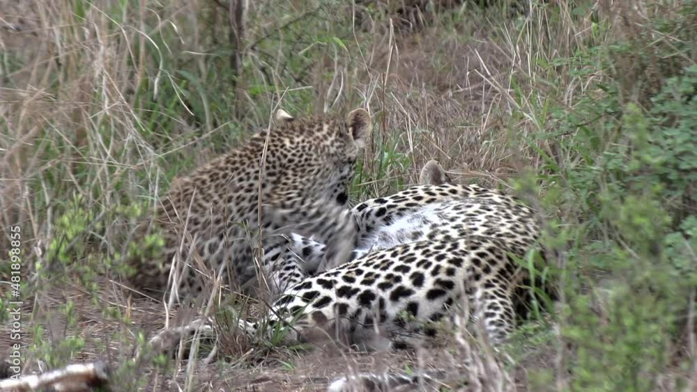 Poster close view of leopard resting in tall grass with cub that walks away