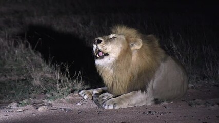 Close view of male lion lying down and roaring at night, spotlight