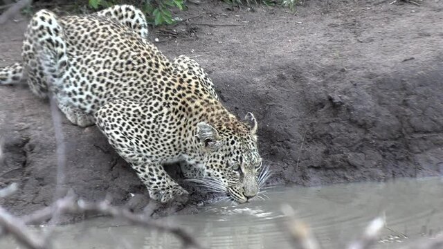 Close view of leopard drinking from waterhole, branches in foreground