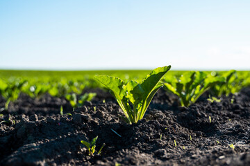 Closeup sugar beet leaves growing on garden bed. Field of beetroot foliage.