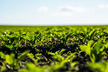 Straight rows of sugar beets in perspective in fertile soil on an agricultural field. Young shoots...
