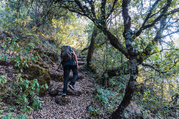 Obraz premium Rear view of an unrecognizable person climbing up the stems of the trees coming out of the ground in Subbetic Mountains in Cordoba, Spain