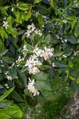 Fresh orange blossom on orange tree