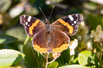 A Vanessa atalanta, the red admiral or, previously, the red admirable.