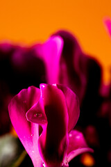 hermosa flor rosa de cerca en primer plano