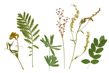 Fototapeta na wymiar Pressed floristry, herbarium. Dried plant: green grass, yellow flowers. Isolated lements on a white background