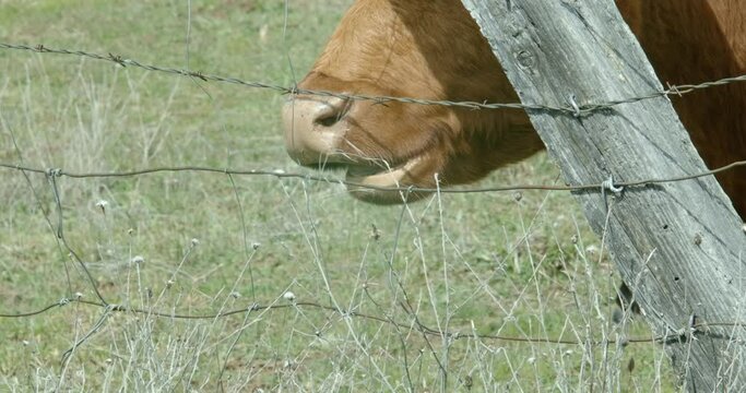 Brown cow chewing on grass in a pasture near a barbed wire fence