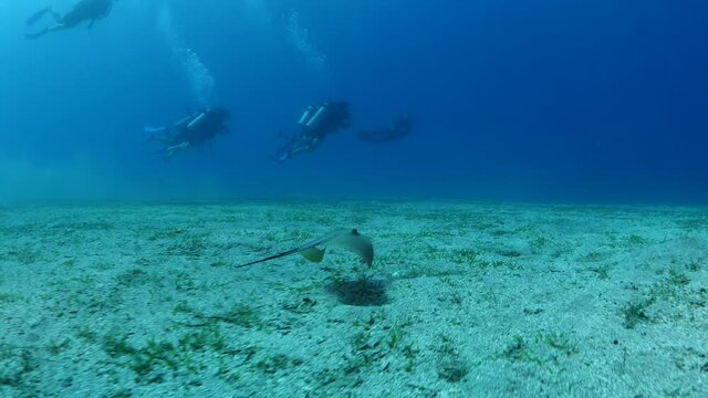 stingray swims around scuba divers underwater ocean scenery human with animal