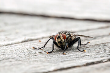macro of a fly on a wooden table