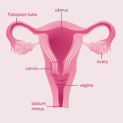uterus woman illustration in pink with description anatomy - obrazy, fototapety, plakaty