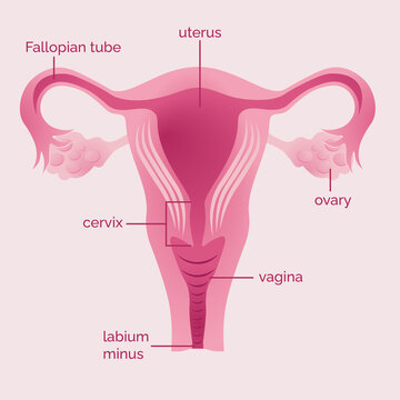 uterus woman illustration in pink with description anatomy
