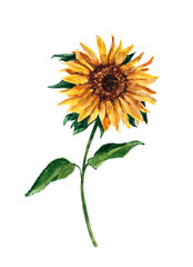 Yellow Sunflower natural