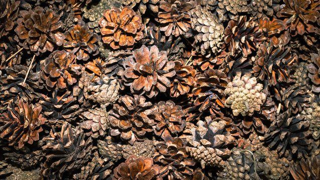 pine cones with visible details. background or texture
