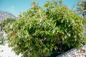 Green leaves for background. Nature of green leaf in garden at summer