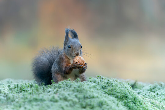 Eurasian red squirrel (Sciurus vulgaris) eating a nut in the forest of Noord Brabant in the Netherlands.                                
