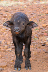 Cape Buffalo Calf, South Africa