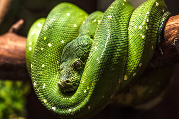 Green python on a branch close-up,python eye close up.