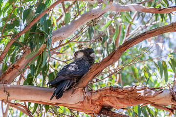 Close up Baudin's Black Cockatoo or Black Long-billed Cockatoo, Calyptorhynchus baudinii, on a thick brown scaly branch of an Eucalyptus tree in natural habitat in South West Western Australia