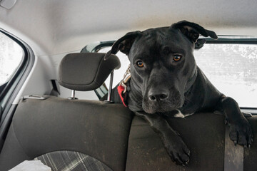 Pies w podróży samochodem, na tylnych siedzeniach. - obrazy, fototapety, plakaty