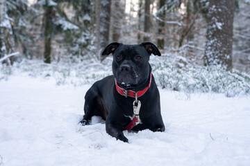 American staffordshire terrier czarny na spacerze w lesie zimą.  © Aneta