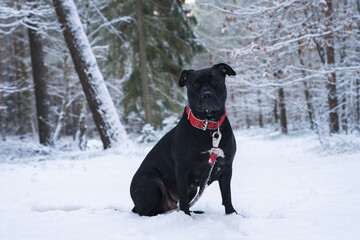 American staffordshire terrier czarny na spacerze w lesie zimą. 