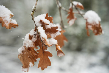 Liście pokryte grubą warstwą śniegu, las zimą.