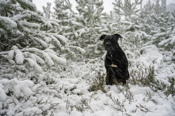 Zamieć śnieżna, zmarznięty mokry pies siedzący w środku zimowego lasu, silne opady śniegu. 