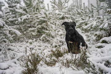 Zamieć śnieżna, zmarznięty mokry pies siedzący w środku zimowego lasu, silne opady śniegu.  - obrazy, fototapety, plakaty