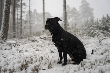Zamieć śnieżna, zmarznięty mokry pies siedzący w środku zimowego lasu, silne opady śniegu.  - obrazy, fototapety, plakaty