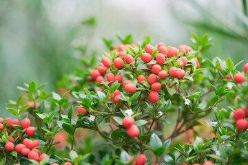 Makroaufnahmen in botanischen Garten