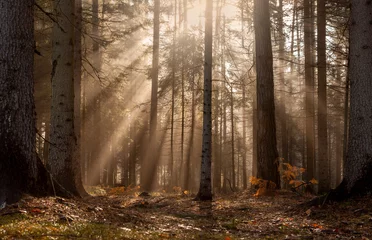 Foto op Plexiglas morning in the forest © Nikola