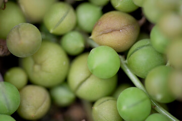 Makroaufnahmen in botanischen Garten