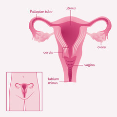 female reproductive system, uterus illustration in pink color with human anatomy explanation 