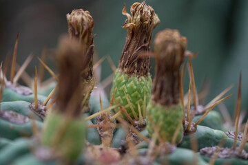 Makroaufnahmen in botanischen Garten