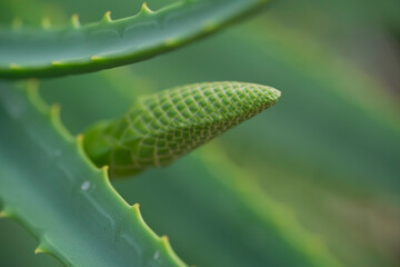 Makroaufnahmen in botanischen Garten