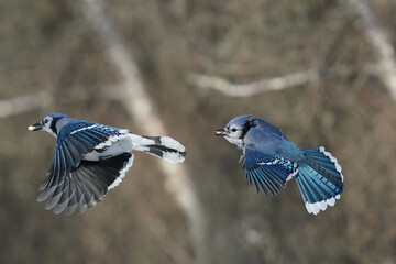 Blue Jays fighting over food at feeder (sunflower and shelled peanuts) on a cold winter sunny afternoon with woods in background