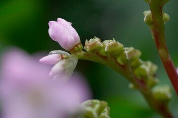 Makroaufnahmen in botanischen Garten