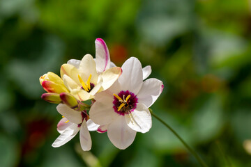Sparaxis, white ixia, harlequin flower, wandflower, corn lilies