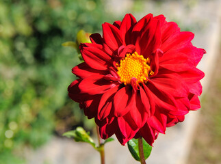 One of the most beautiful flowers in the world.