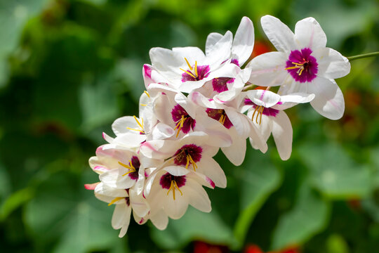 Sparaxis, white ixia, harlequin flower, wandflower, corn lilies