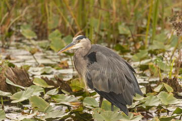 Fototapeta premium close up of a great blue heron standing in Lily Pads
