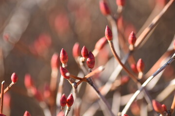 Enkianthus buds. Ericaceae deciduous shrub, and plants that can be enjoyed all year round, such as fresh greenery, bell-shaped flowers, and autumn leaves. 